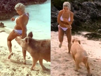 ఆమె అందం చూసి టెమ్ట్ అయిన పందులు... కసిగా కొరికేశాయి (వీడియో)