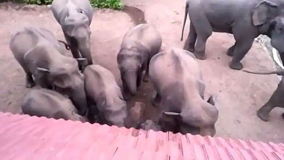 కట్టప్ప ఫ్యామిలీ ఫాంహౌస్‌పై ఏనుగుల దాడి.. అసలేం జరిగిందంటే!