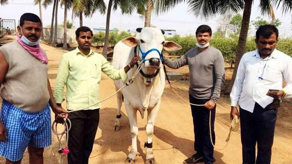 అఖండలో బాలయ్యతో ఫైట్ చేసిన బసవన్నలు ఎక్కడివో తెలుసా.. ఆ కోడెల ప్రత్యేకత ఏమిటంటే?