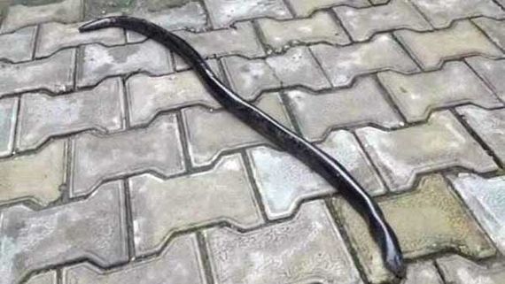 షాకింగ్ : స్టార్ హీరోను కరిచిన పాము.. అర్ధరాత్రి సమయంలో ఫాం హౌస్ లో ఘటన!