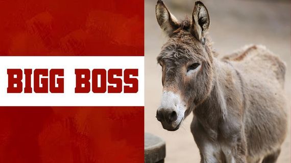 బిగ్‌బాస్‌లో గాడిద..కంటెస్టెంట్లకు అలాంటి పెంట.. ఆ తలనొప్పితో!