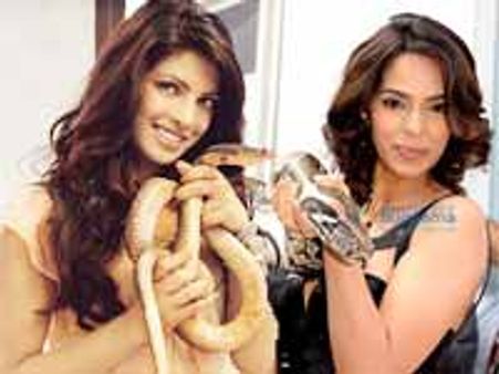 नकलची है प्रियंका चोपड़ा : मल्लिका शेरावत