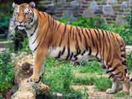 केटी-रसेल की शादी में बाघ बना बराती