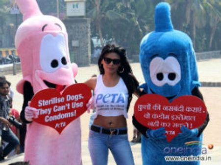 कुत्तों की नसबंदी या शर्लिन की पब्लिसिटी!