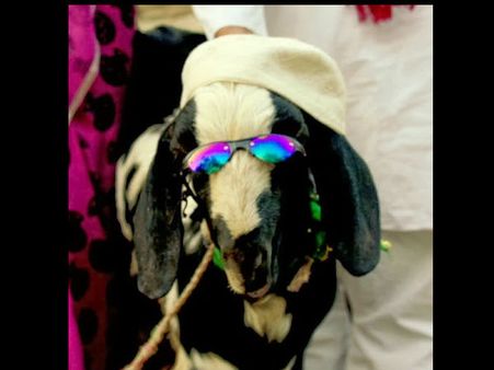 आखिर शाहरुख की जात है क्या- ये है बकरापुर फिल्म रिव्यू