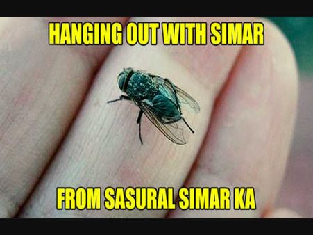 #Funny -अब ट्विटर के निशाने पर एक 'मक्खी'..लग गई क्लास!