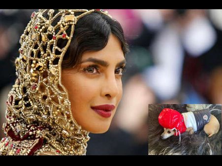 प्रियंका चोपड़ा का डॉगी पहनता है 35 लाख की जैकेट, देखकर आपके भी उड़ जाएंगे होश