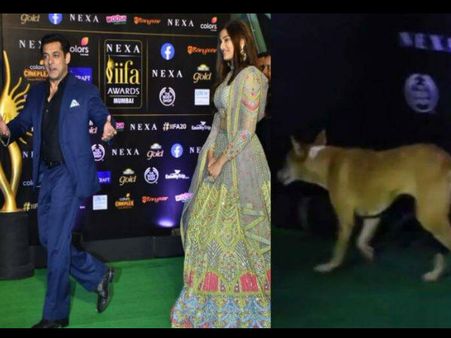 सलमान के पीछे आईफा 2019 में पहुंचा कुत्ता, लोगों ने कहा 'हिंट एंड रन' से बचना Video