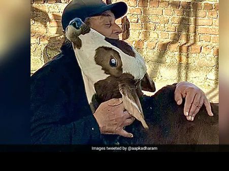 Video लॉकडाउन में 'धर्मेंद्र' के फार्महाउस जन्मा बछड़ा, देखकर लगाया ऐसे गले, लोगों ने कहा वाह पाजी