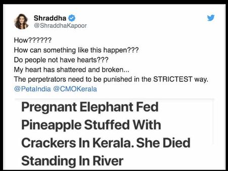 प्रेगनेंट हाथी को पटाखे खिलाकर गांववालों ने दी क्रूर मौत - दिखा बॉलीवुड का गुस्सा