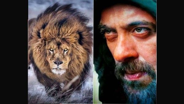 फिर ट्रेंड हुई सलमान खान की फिल्म 'टाइगर 3', फैंस ने बॉक्स ऑफिस को लेकर कह डाली ये बात!