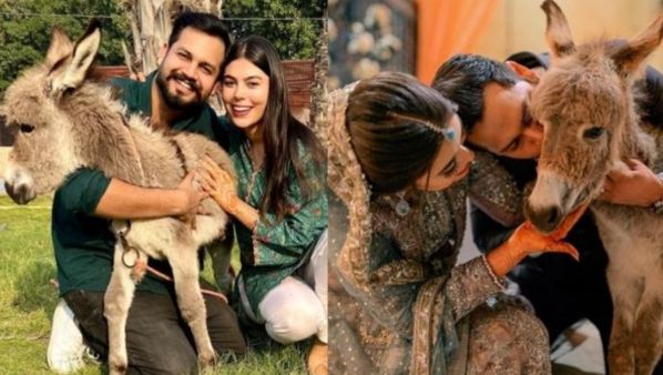 मशहूर स्टार ने वलीमा पर अपनी दुल्हनिया को तोहफे में दिया गधे का बच्चा, फूट-फूटकर रो पड़ी हसीना