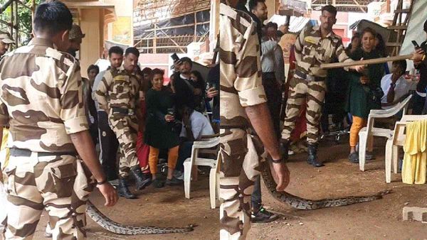 फिल्म सिटी में सांप ने दिए 150 अंडे, वीडियो देख लोग बोले- 'नागिन सीरियल का बदला लेने आई है'