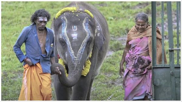 'द एलिफेंट व्हिस्परर्स' के बोमन और बेली ने फिल्म मेकर्स पर लगाए गंभीर के आरोप, पैसो को लेकर बताई सच्चाई