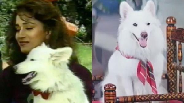 हम आपके हैं कौन के बाद क्या हुआ था टफी के साथ, फिल्म रिलीज के बाद माधुरी दीक्षित ले गई अपने घर और...