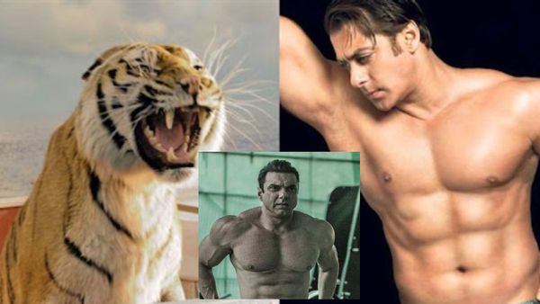 Sher Khan- अब तो पक्का दहाड़ेगा शेर खान, ठंडे बस्ते से बाहर आई सोहेल - सलमान की फिल्म