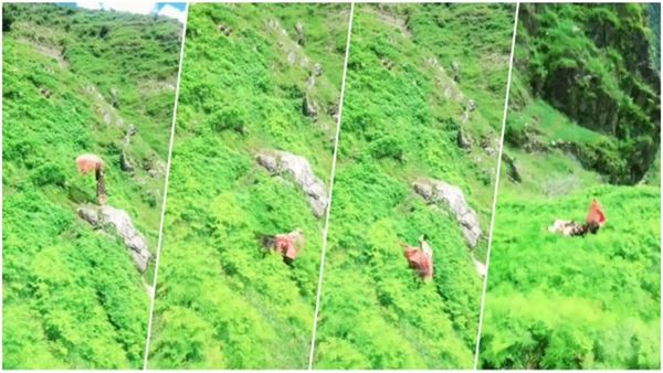 VIDEO: रील बनाते हुए पहाड़ी से लुढ़कती चली गई लड़की, लोग बोले खत्म..टाटा.. बाय बाय.. कमजोर दिल वाले ना देखें