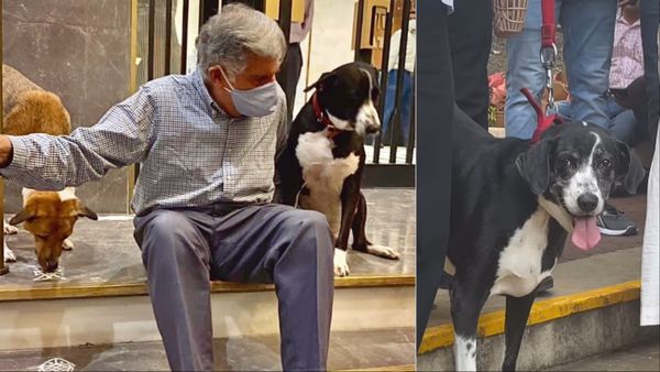 Ratan Tata के निधन के बाद बेचैन हो गया उनका पालतू कुत्ता, खाने तक से किया मना, अंतिम संस्कार पर...