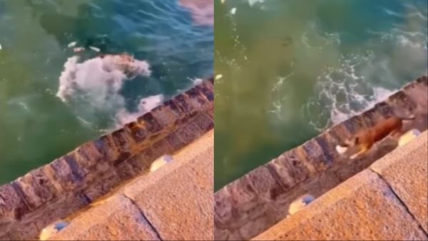 Viral Video: इंसानों की फैलाई गंदगी को साफ करने का जिम्मा एक कुत्ते ने उठाया, फिर जो हुआ उसे देखकर...