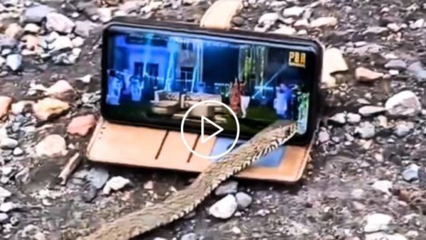 Viral Video: सांप ने जीभ से प्ले किया भोजपुरी गाना, पसंद ना आने पर किया ये काम, वीडियो देख छूट जाएगी हंसी