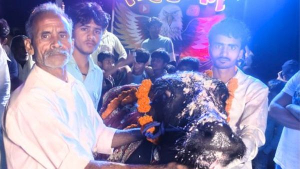 भैंस बनी स्टार! जन्मदिन पर मालिक ने खर्च किए लाखों, लगवाया DJ, फुल नाइट चली पार्टी, यहां देखें पूरा वीडियो