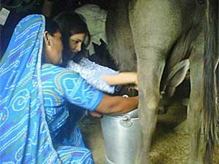 Priyanka Chopra learns to milk buffalo