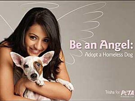 Trisha urges to adopt homeless dog