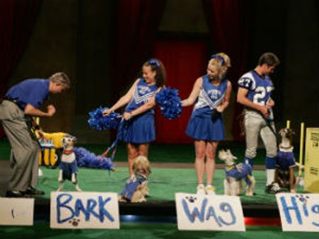 Greatest American Dog - an amazing canine reality show