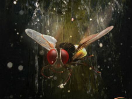 Eega trailer - An insect's revenge upon Sudeep