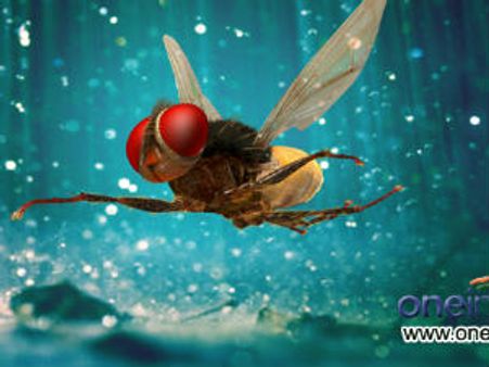 SS Rajamouli's Eega gets very good reviews for film critics