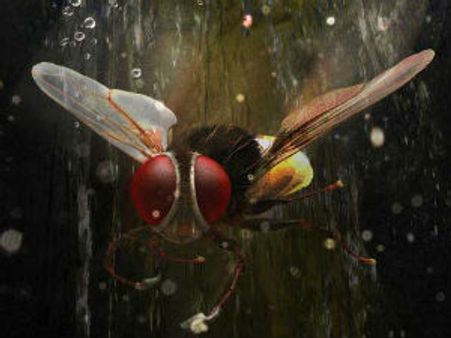 Eega will be all time highest grosser at Box Office: Suresh Babu
