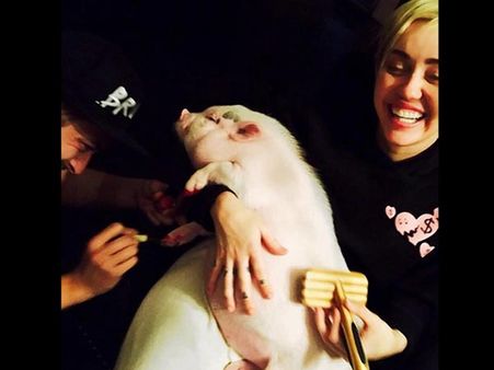 Miley Cyrus Gets Her Pet Pig A Pedicure, Causes Uproar