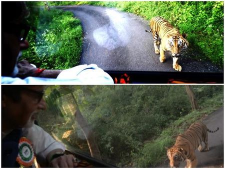 In Pics: Amitabh Bachchan Getting Chased By Tiger For 4 Km In Mumbai