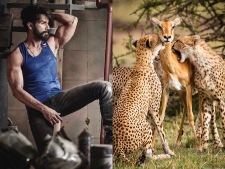 Shahid Kapoor Falls For The Fake 'Mommy Deer & Cheetah' Pic Clicked By Alison Buttigieg