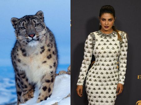 Well Dressed Or Snow Leopard? Twitter Confused Over Priyanka Chopra's Emmys Outfit!
