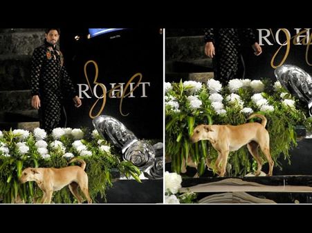 A Stray Dog Crashed Sidharth Malhotra's Ramp Walk; What Happened Next Will Leave You In Splits!