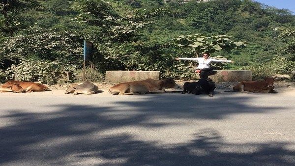 Twinkle Khanna's '6 Cows' Joke Wins The Internet Over