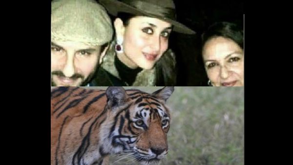 Sharmila Tagore's 75th Birthday Celebrations: Saif, Kareena & Taimur Take Her On A Tiger Safari