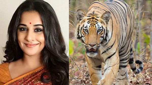 Vidya Balan To Star In Film On Man-Eater Tigress Avni? Details Inside