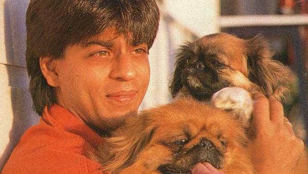 Shah Rukh Khan Urges Everyone To Be Compassionate Towards Animals During The Lockdown!