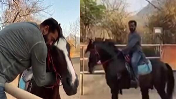 Salman Khan Showers His Horse With Love, Makes Other Horses In His Farm Jealous!