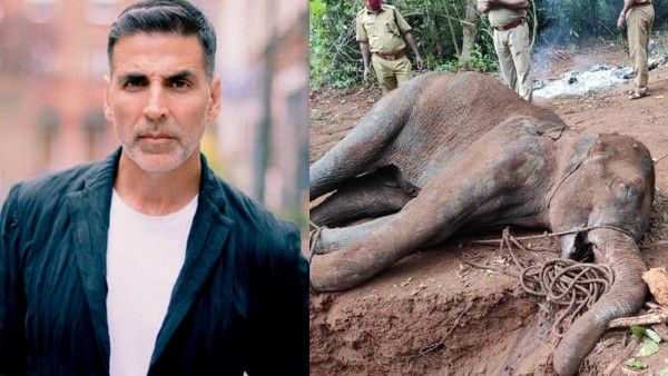 Kerala Pregnant Elephant Death: Akshay Kumar Says Strict Action Should Be Taken Against The Culprits