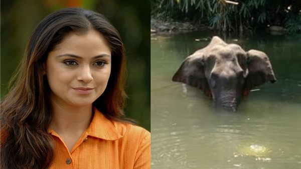Pregnant Elephant Death: Actress Simran Is Heartbroken With This Inhuman Incident