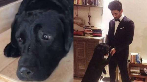 Pics Of Sushant Singh Rajput's Pet Dog Fudge Still Looking For The Late Actor Go Viral