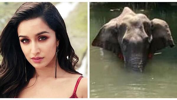 Shraddha Kapoor And Athiya Shetty Express Fury Over Killing Of Pregnant Elephant With Firecrackers