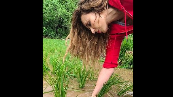 Iulia Vantur Takes Up Farming At Salman Khan's Panvel Farmhouse; Grows Rice In The Fields