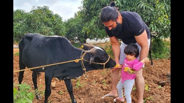 Yash’s Picture With Daughter Ayra Feeding A Cow Will Make You Go Aww