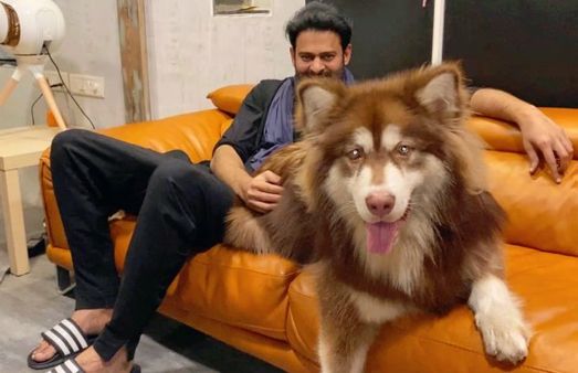 Prabhas’ Picture With Charmme Kaur’s Alaskan Malamute Pet Dog Goes Viral; Netizens Say ‘Too Cute’