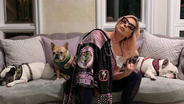 Lady Gaga Offers A $500,000 Reward After Her Dog Walker Was Shot & Two Frenchies Were Stolen