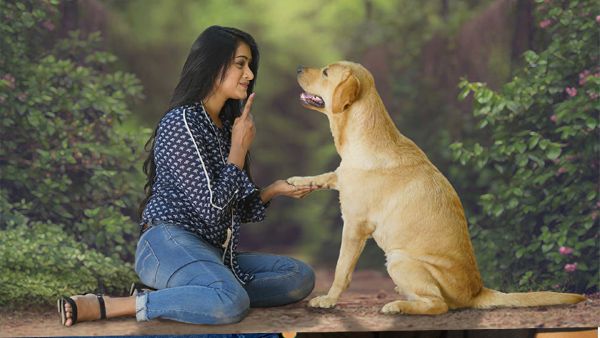 777 Charlie Day 4 Box Office Collection: The Heart-Touching Tale Of Dharma & Charlie Is Winning Hearts!